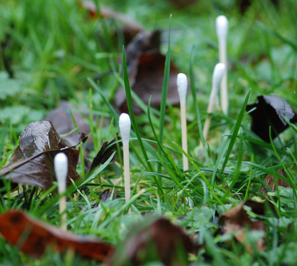 Organic Plastic-Free Cotton Buds