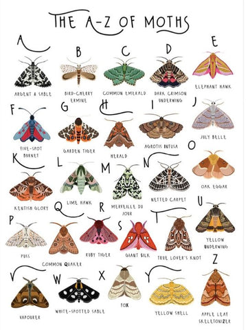 Greeting Card - A - Z of Moths