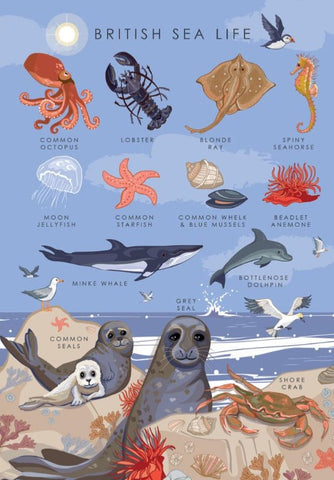 Greeting Card - British Coastal Sealife