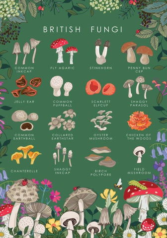 Greeting Card - British Fungi