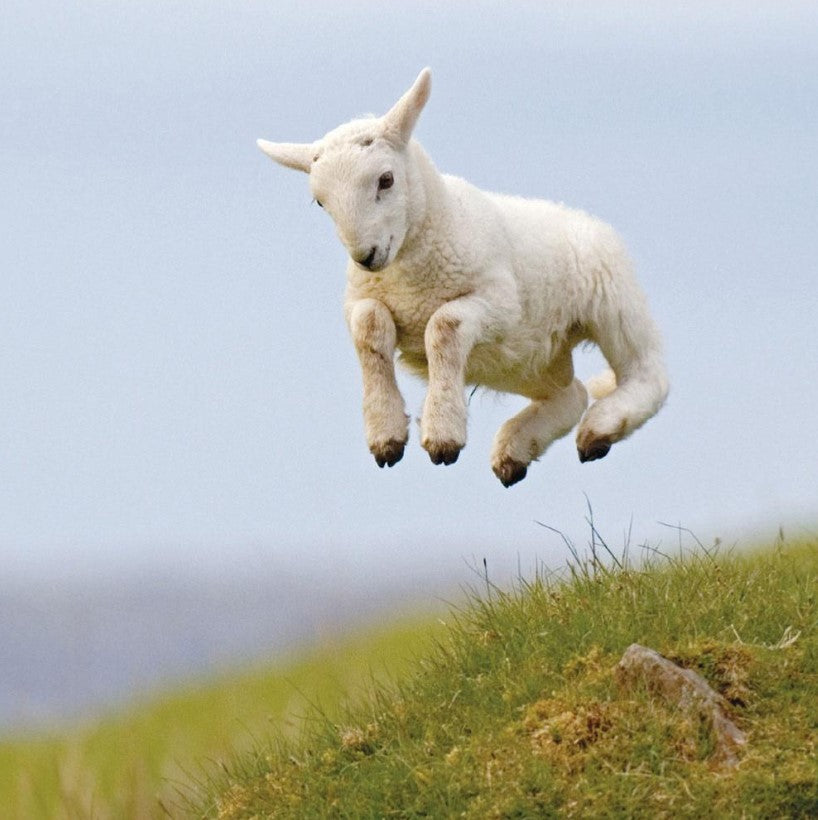 Greeting Card - Spring Lamb